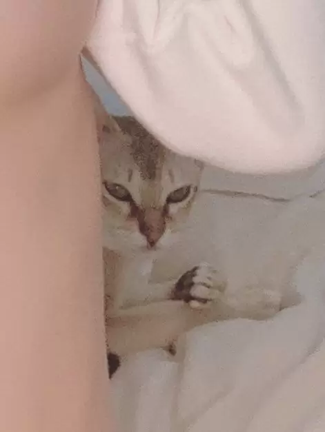 日本甜美COSERけんけん[fantia] 2020.05 ショート丈スウェット×スポブラ [10P] - 秀人网免费无水印在线套图写真