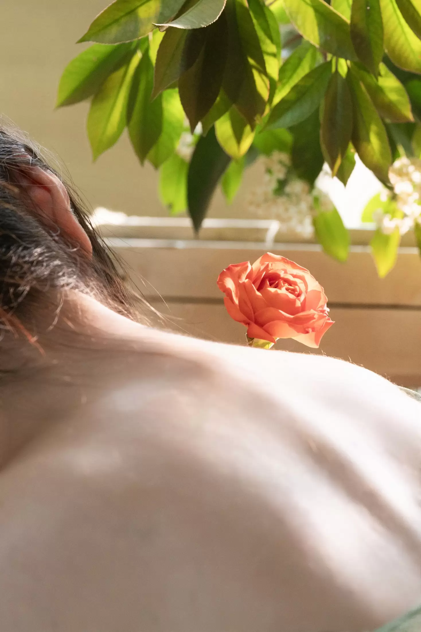 刘大猫 – 《花香》[15P] - 秀人网免费无水印在线套图写真