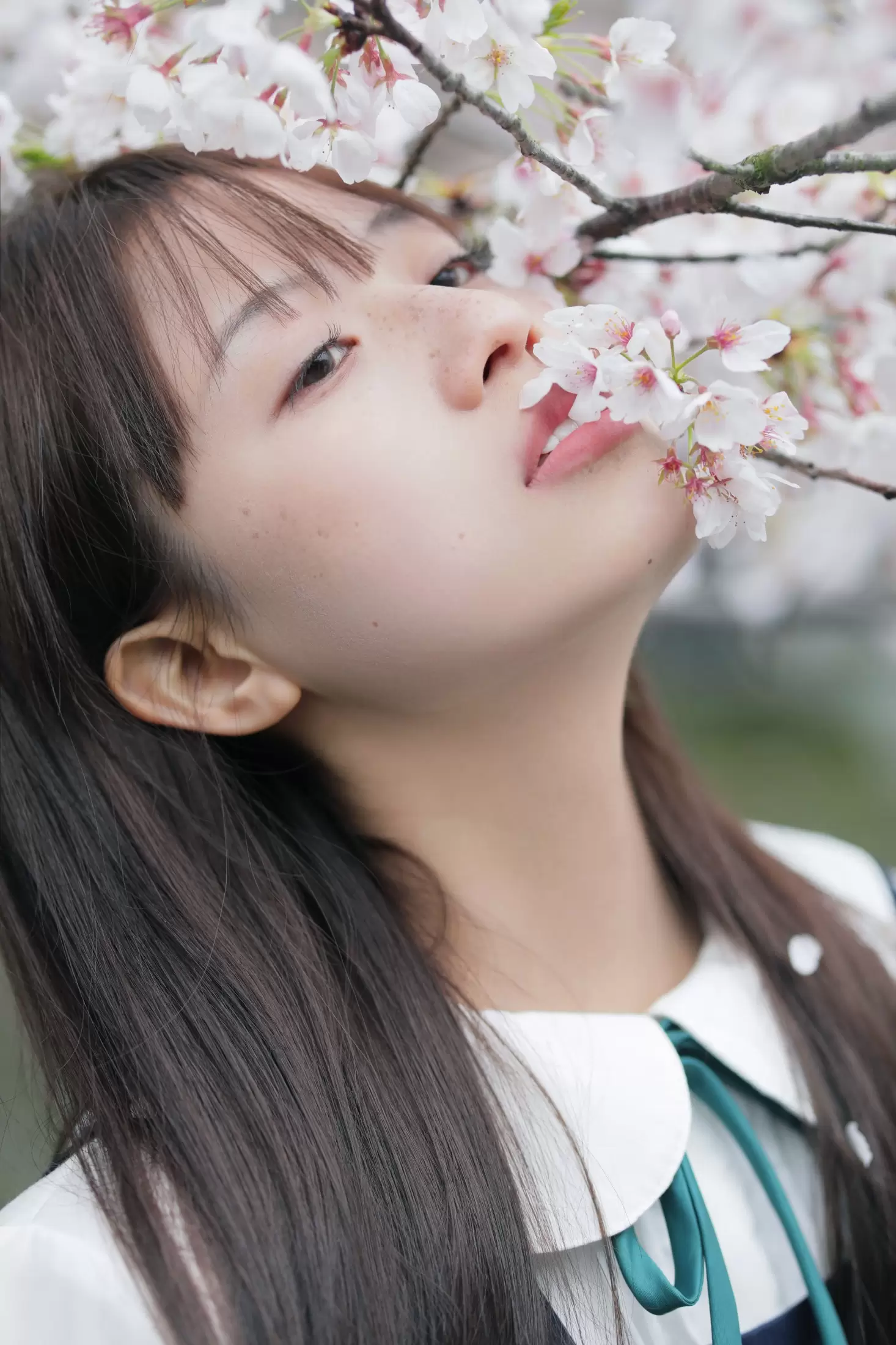 – 《春日礼赞》[35P] - 秀人网免费无水印在线套图写真